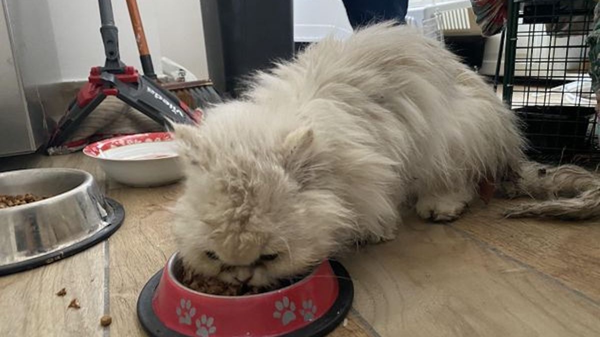 Elle offre une belle récompense à l'association qui a retrouvé son chat, disparu depuis deux mois