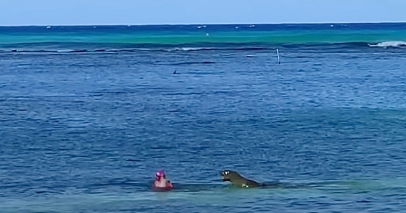 Vidéo : à Hawaï, une nageuse a été violemment attaquée par un phoque qui pensait défendre son petit