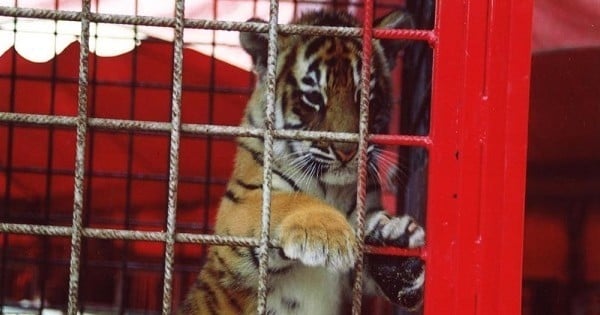 Il est désormais possible de suivre un cursus spécialisé en droit animalier afin de faire évoluer la défense des animaux... Une première en France !