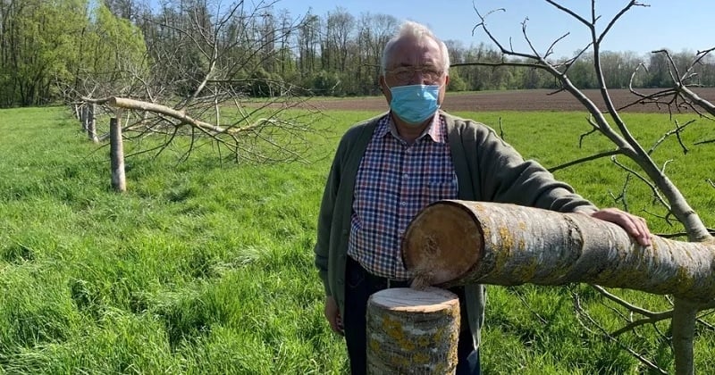 Haut-Rhin : un arboriculteur découvre avec horreur tous ses noyers tronçonnés pendant la nuit