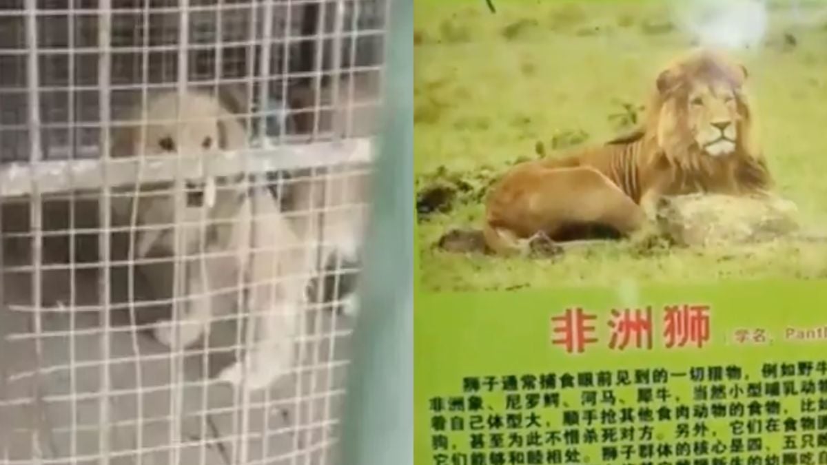 Un zoo chinois est accusé d'avoir fait passer un golden retriever pour un... lion