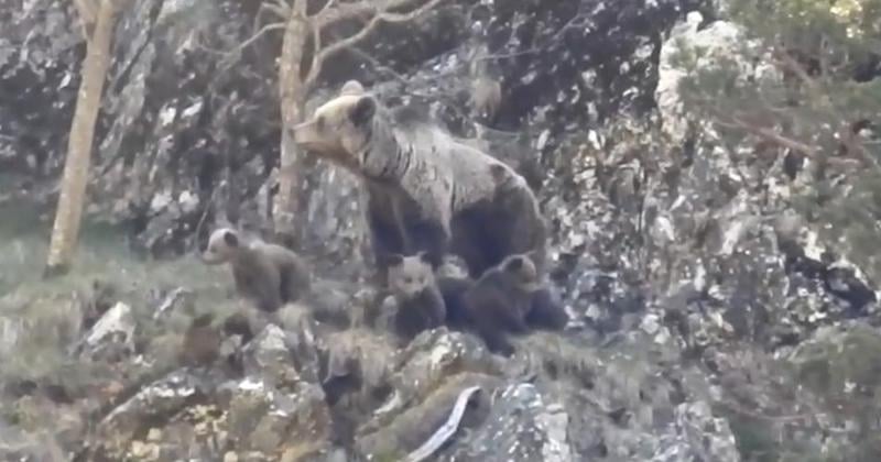 Trois petits oursons et leur maman filmés dans les Pyrénées, une première cette année