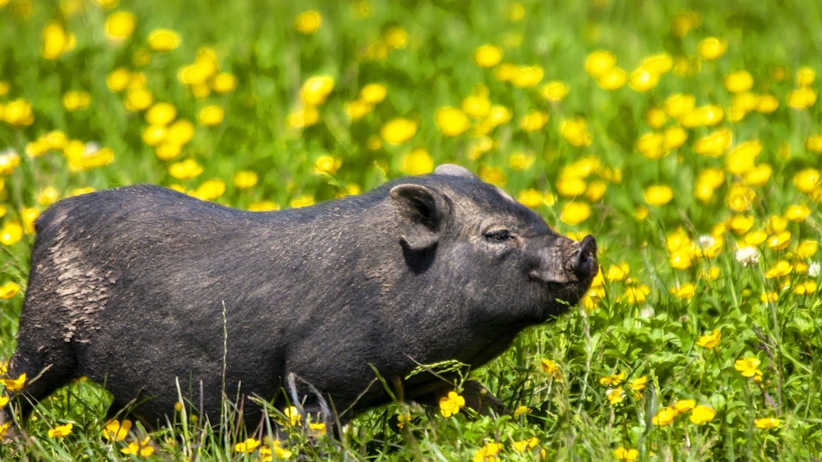 Pas-de-Calais : un cochon domestique a été abattu en pleine rue 