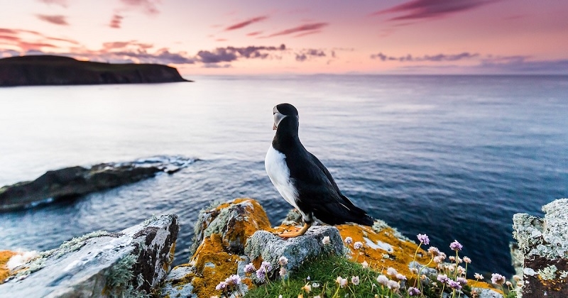 17 photographies magnifiques d'oiseaux récompensées au concours Bird Photography of the Year 2021