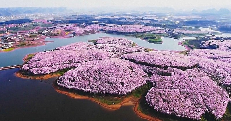 Partez en Chine découvrir la magie du printemps et de ses milliards de fleurs colorées 