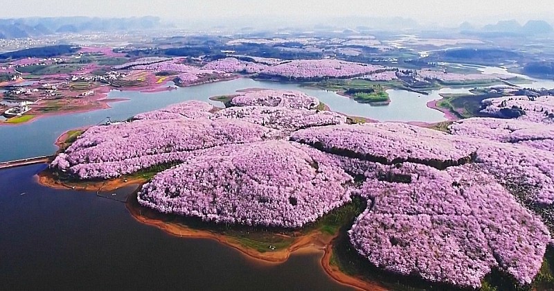 Partez en Chine découvrir la magie du printemps et de ses milliards de fleurs colorées 