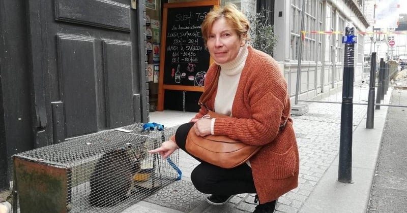 Effondrement d'un immeuble à Dieppe : le chat Marius, coincé depuis le 12 octobre, a été sauvé par les pompiers