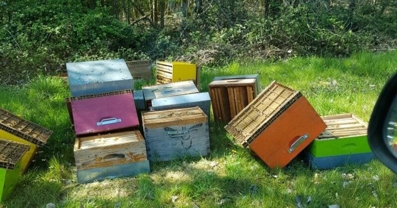 Dans le Loiret, 130 ruches ont été détruites chez un apiculteur 