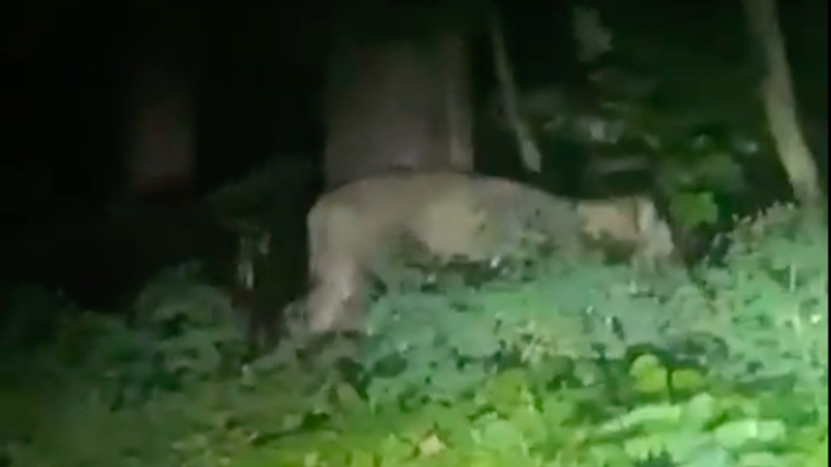 Cette vidéo d'une lionne filmée à Berlin sème la panique chez les habitants