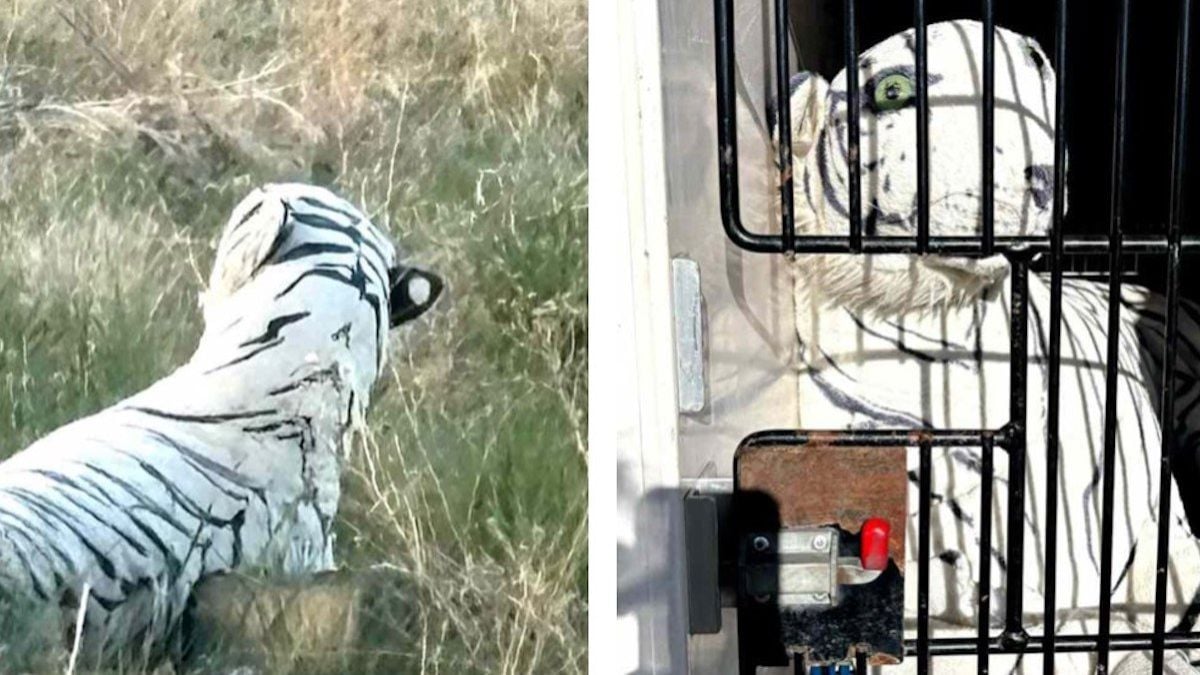 Le tigre en peluche secouru par l'association 