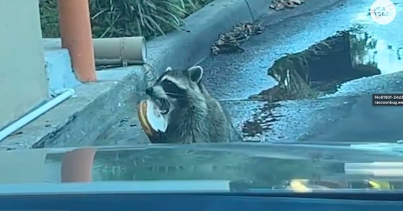  Ce raton laveur commande un donut au drive et devient viral sur les réseaux