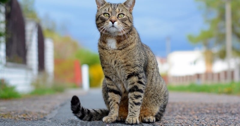 Le maire d'une commune du Pas-de-Calais fait construire des abris pour héberger les chats errants 