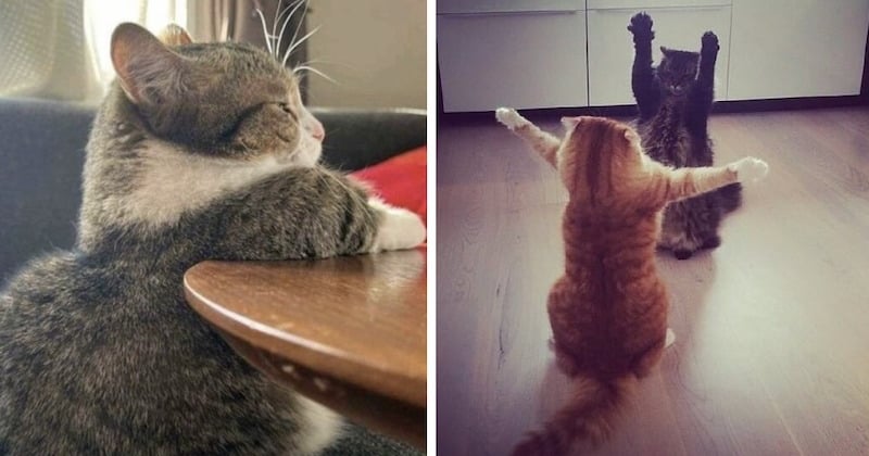Ces 15 photos de chats vont rendre votre journée meilleure