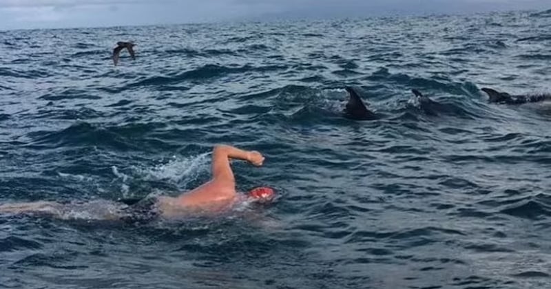 Ce nageur a été sauvé d'un requin... par un banc de dauphins venus à son secours