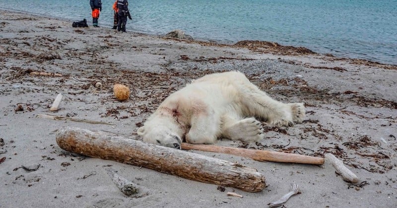 Dans l'Arctique, un ours polaire tué par le garde d'un bateau de croisière tout juste débarqué sur les terres de l'animal
