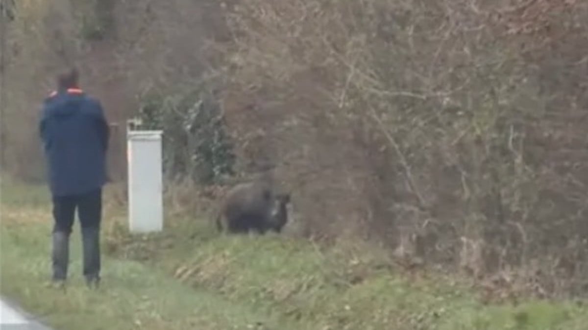 « C'est ignoble » : un chasseur abat un sanglier à bout portant sur le bord d'une route, devant les automobilistes terrifiés