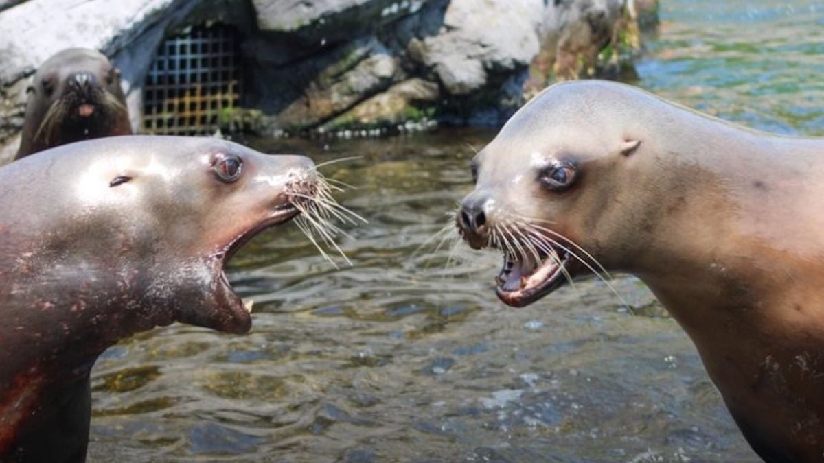 Une femelle otarie refuse de s'accoupler avec un mâle, l'animal provoque une bagarre et la fermeture du zoo 