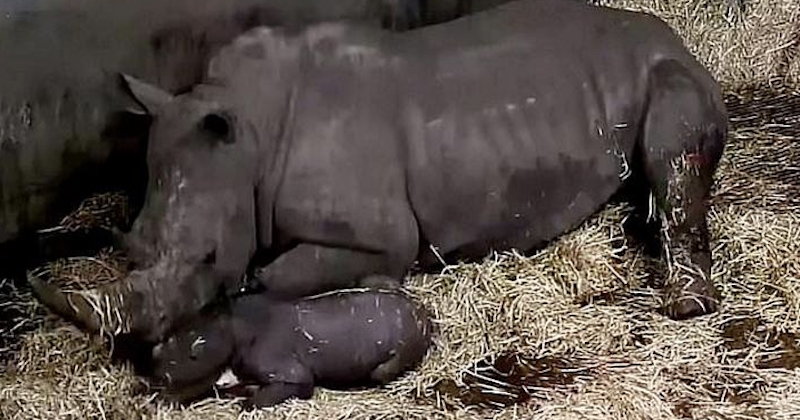 Un zoo britannique filme la naissance d'un bébé rhinocéros blanc, les images valent le détour 