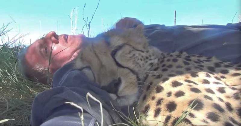 Ce photographe animalier s'est réveillé de sa sieste sous un arbre avec... un guépard endormi contre lui