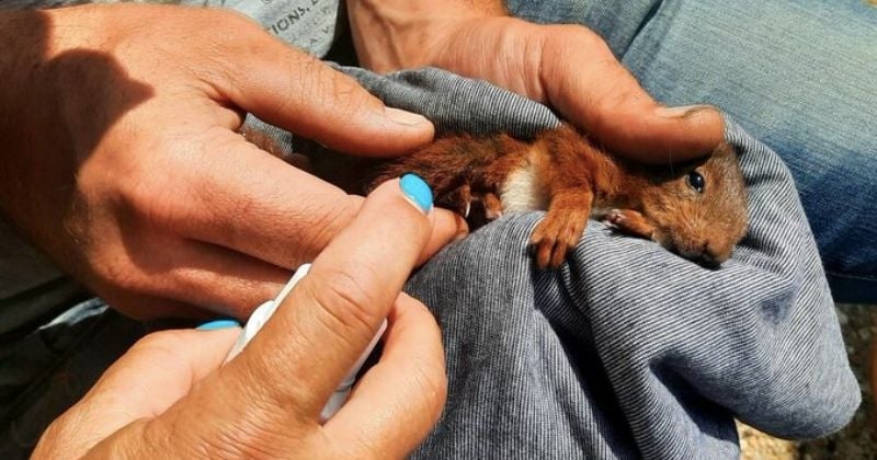 Incendies en Gironde : un petit écureuil, sauvé des feux, devient la mascotte d'un village