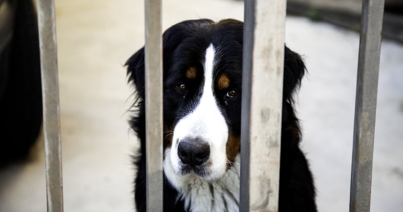 Le Parlement français adopte à titre définitif la proposition de loi contre la maltraitance animale 