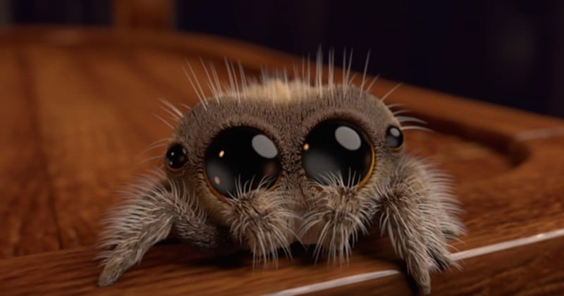 Voici Lucas, l'araignée la plus mignonne du monde qui vous fera oublier votre arachnophobie