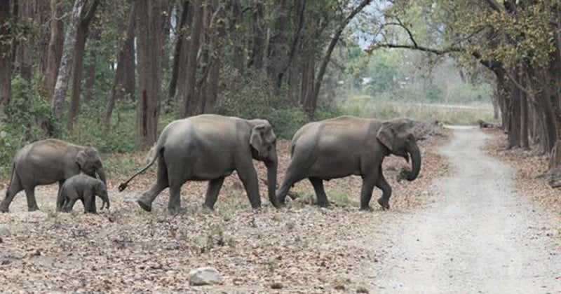 À cause de la déforestation en Inde, une personne meurt chaque jour tuée par les éléphants et tigres