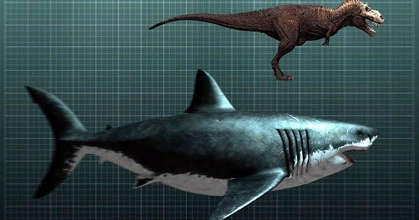 Connaissez-vous le requin le plus gigantesque de l'Histoire ? Le Megalodon, véritable mythe des océans