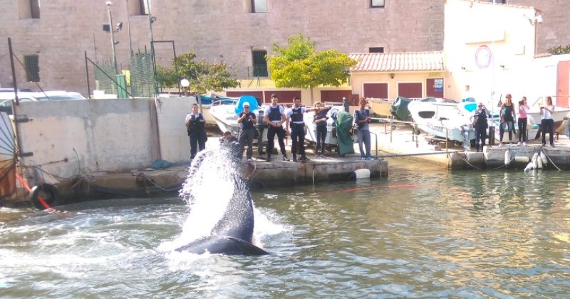 Marseille : Une baleine de 15 mètres de long coincée dans le port