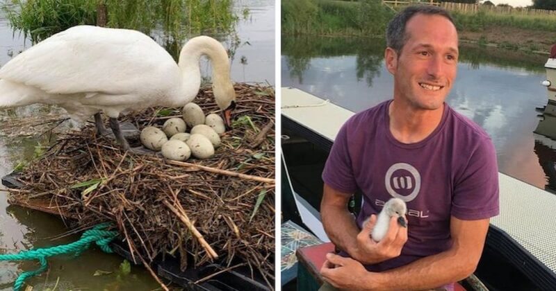 Un homme construit un radeau de fortune pour protéger un nid de cygnes menacé par la montée des eaux 