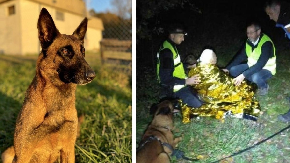 Pour la troisième fois cette année, une chienne retrouve une personne disparue aux côtés des gendarmes