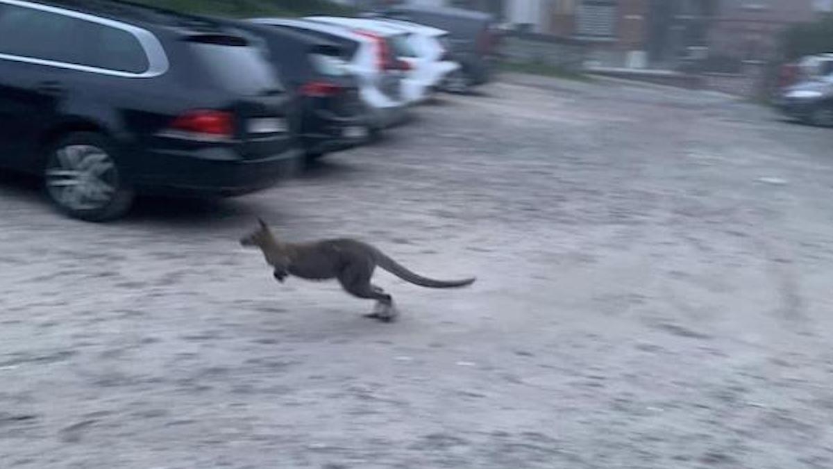 Un wallaby a été aperçu en train de se promener dans les rues de cette petite commune 