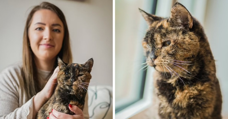 Voici Flossie, le chat le plus âgé de la planète selon le Guinness World Records