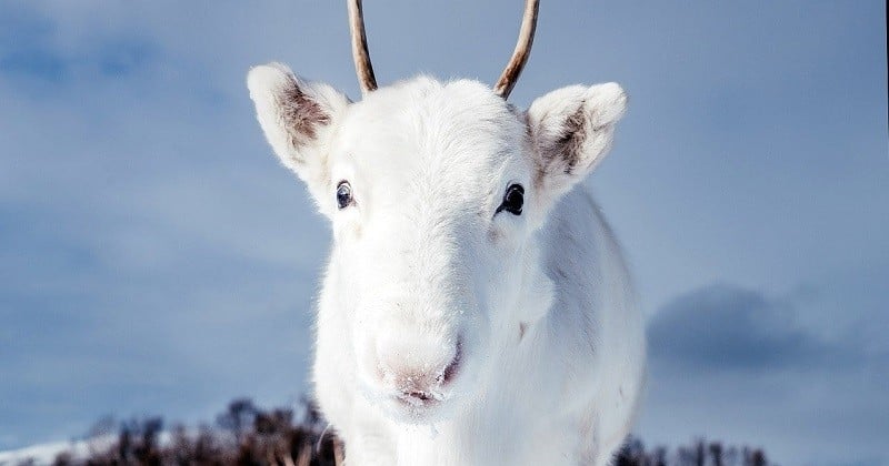 Les photos d'un rare bébé renne blanc aperçu en Norvège