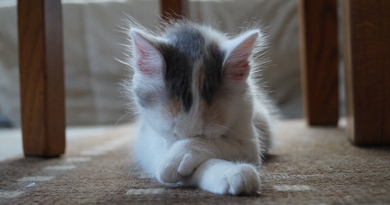 Les choses à savoir avant d'adopter un chaton