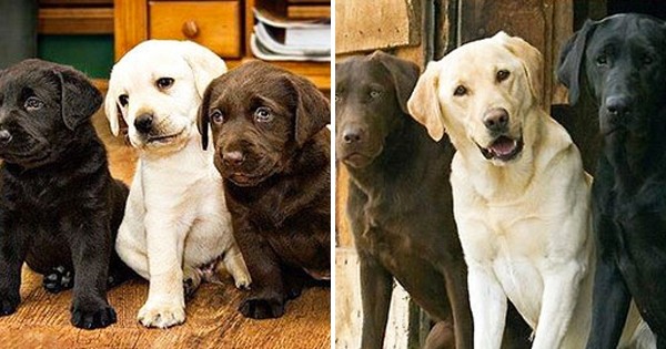 19 photos de chiens et leurs maîtres avant et après avoir grandi ensemble... A croquer !
