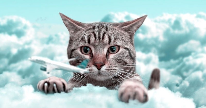 Cet artiste français crée des oeuvres d'art uniques en donnant vie à des animaux extraordinaires avec Photoshop