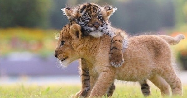 Un bébé tigre et un lionceau deviennent les meilleurs amis du monde... Avec les photos, vous allez avoir un coup de foudre pour ces deux petites bêtes !