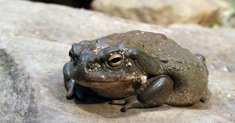 États-Unis : des gens s'amusent à lécher un... crapaud hallucinogène, une pratique dangereuse qui inquiète les autorités