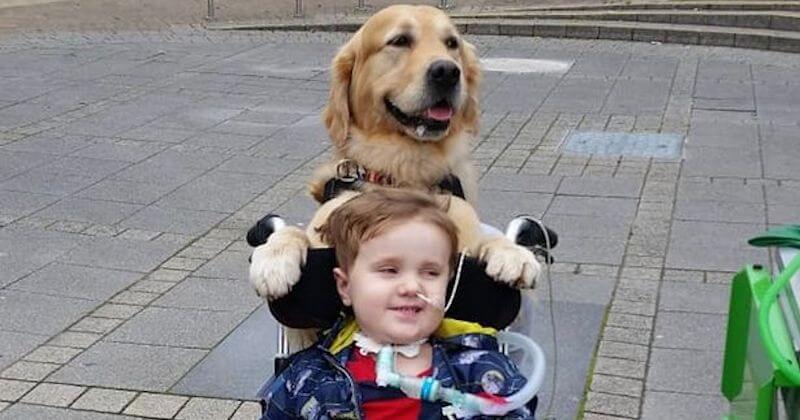Grâce à un chien de thérapie, un garçon atteint d'une maladie cérébrale retrouve la santé	