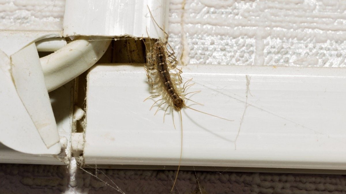 Les mille-pattes sont menacés d'extinction en France, et ce n'est pas une bonne nouvelle