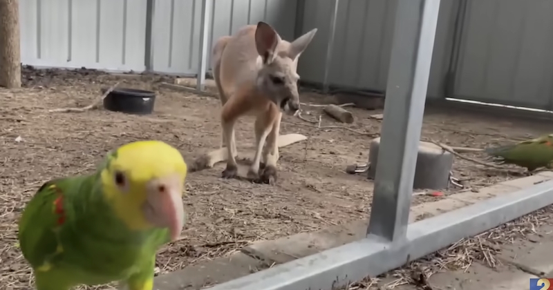États-Unis : un kangourou s'est octroyé une journée en liberté après qu'un perroquet a découvert comment déverrouiller son enclos 