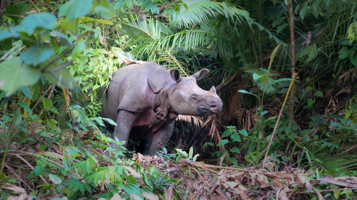 Un bébé rhinocéros de Java repéré en Indonésie, une bonne nouvelle pour l'espèce