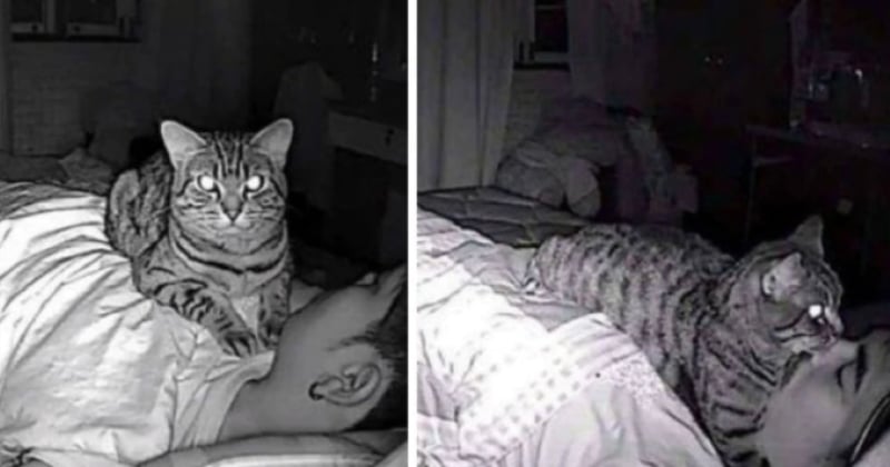 Victime de troubles du sommeil, il découvre que son chat manque de l'étouffer quand il dort