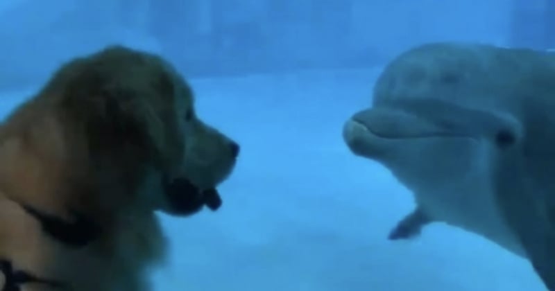 Floride : la rencontre entre ce golden retriever et ce dauphin va faire fondre votre coeur