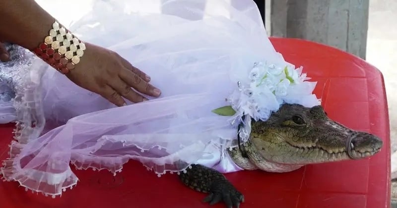 Con un vestido de novia, este caimán se casó con el alcalde de un pueblo mexicano en una ceremonia tradicional