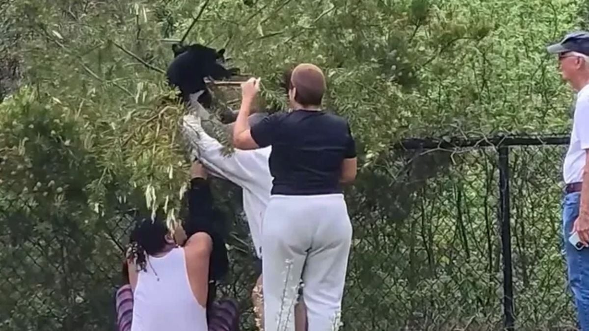 Un ourson blessé et un autre disparu après avoir été délogés de leur branche pour... des selfies