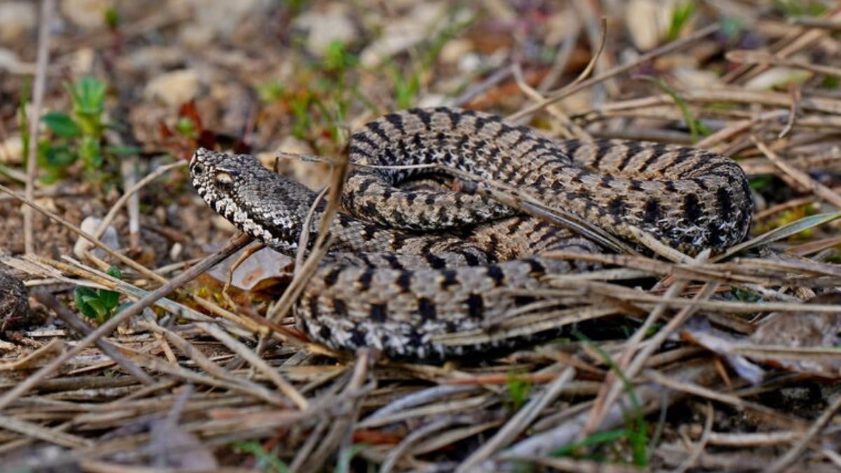 vipere dans un jardin
