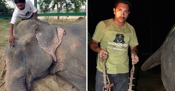 Cet éléphant célèbre sa première année de vie paisible après 50 ans de torture