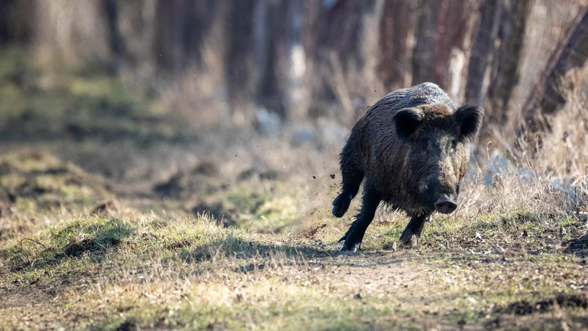 Un chasseur et son fils blessés grièvement par un sanglier qui les a chargés tous les deux